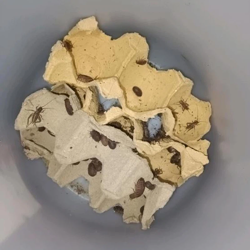 Dried Crickets For Birds